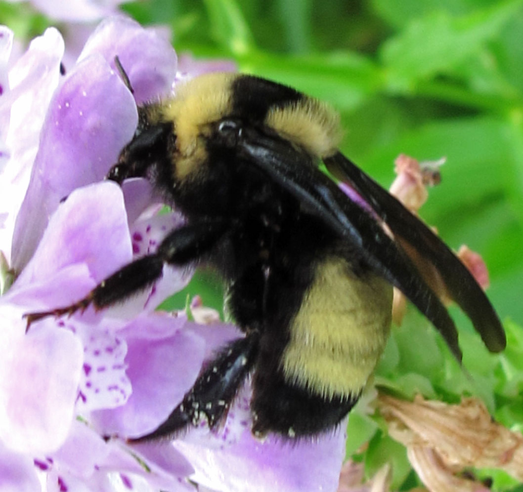 Bumble bee (Bombus auricomus)